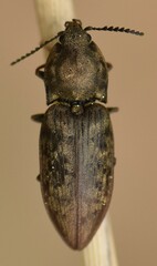 Prosternon tessellatum