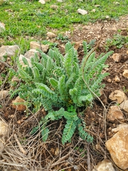Astragalus macrocarpus