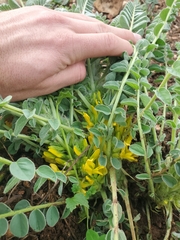 Astragalus macrocarpus