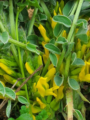Image of Astragalus macrocarpus by (c) Mitch Van Dyke, some rights reserved (CC BY)
