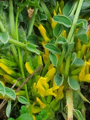 Astragalus macrocarpus