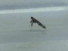 Caloptilia umbratella