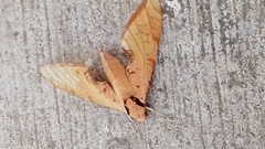 Protambulyx strigilis