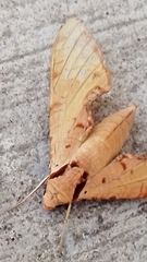 Protambulyx strigilis