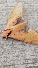 Protambulyx strigilis