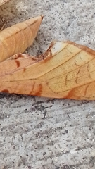 Protambulyx strigilis