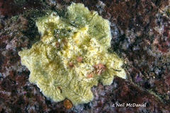 Myxilla austini