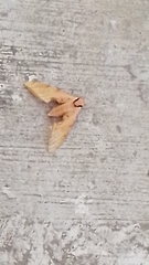 Protambulyx strigilis