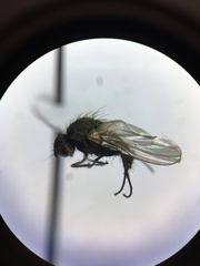 Anthomyiidae