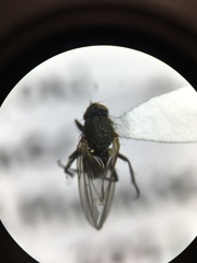 Anthomyiidae