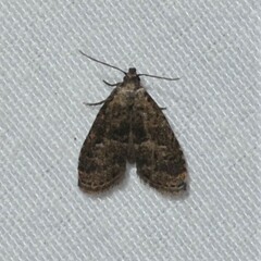 Hypenodes franclemonti