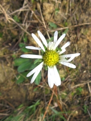 Bellis sylvestris