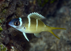 Monotaxis heterodon