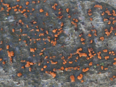 Nectria cinnabarina