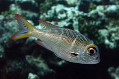 Monotaxis heterodon