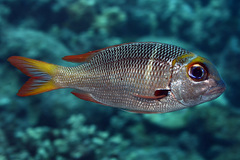 Monotaxis heterodon