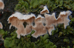 Peniophora incarnata