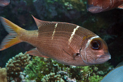 Monotaxis heterodon