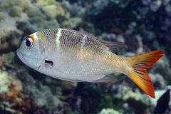 Monotaxis heterodon