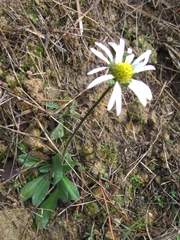 Bellis sylvestris