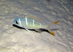 Monotaxis heterodon