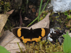 Pedaliodes pelinna