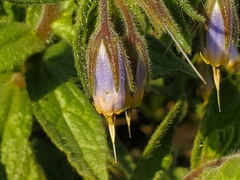 Podonosma orientalis