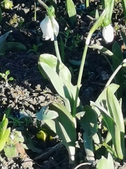 Galanthus elwesii
