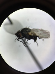 Anthomyiidae