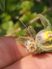 Podonosma orientalis