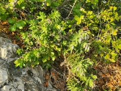 Podonosma orientalis