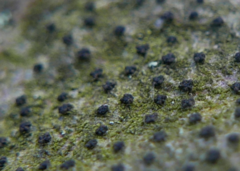 Melanamphora spinifera