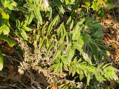 Podonosma orientalis