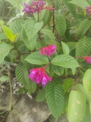 Palicourea vacillans