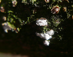 Propolis farinosa