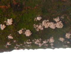 Propolis farinosa