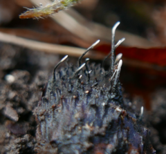 Xylaria carpophila