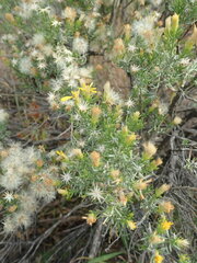 Ericameria laricifolia