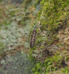 Heterogaster urticae