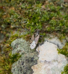 Heterogaster urticae