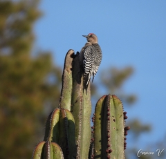 Melanerpes hypopolius