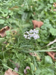 Achillea millefolium