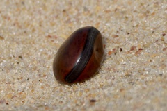 Canavalia bonariensis