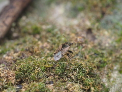 Heterogaster urticae