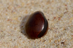 Canavalia bonariensis