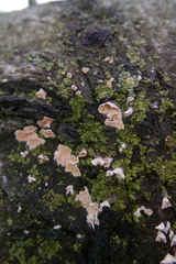 Peniophora incarnata