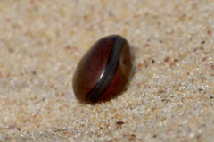 Canavalia bonariensis