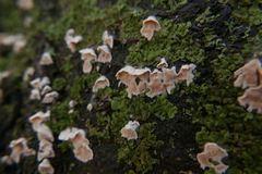 Peniophora incarnata