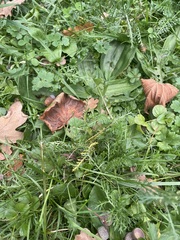 Achillea millefolium