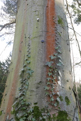 Trentepohlia